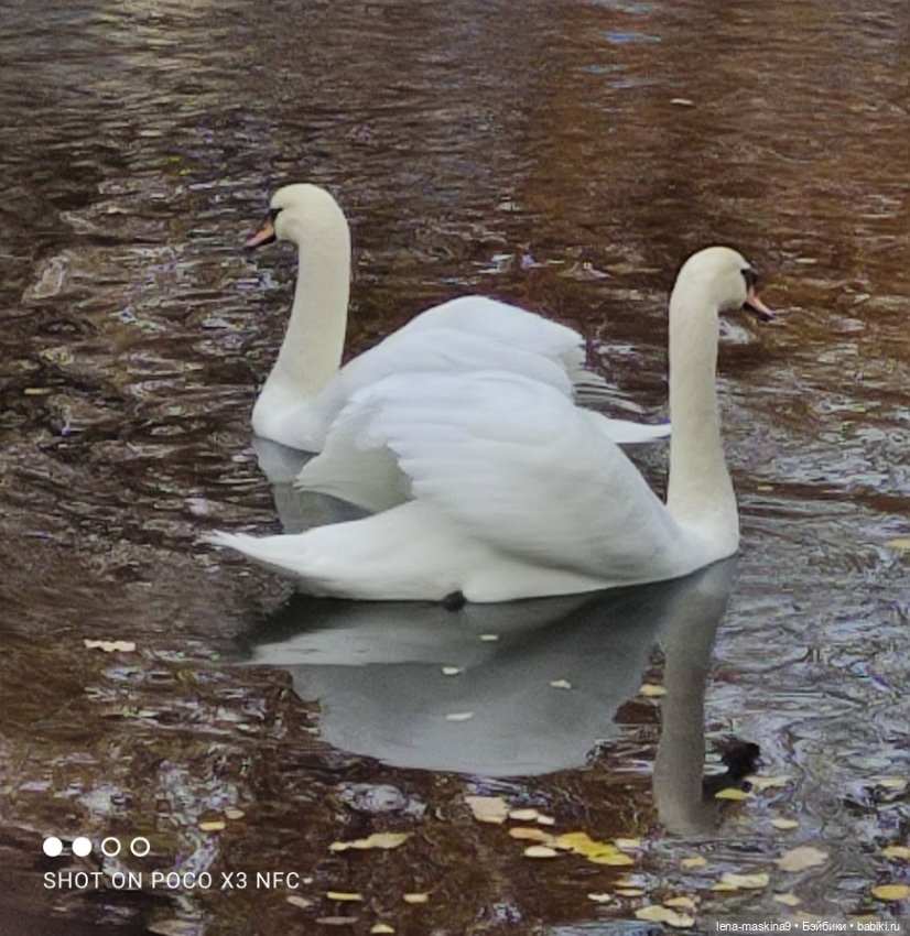 Ксения, парк, лебеди, осень