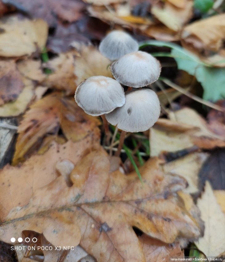 Ксения, парк, лебеди, осень