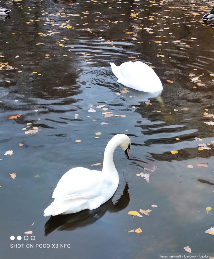 Ксения, парк, лебеди, осень (фото 5)