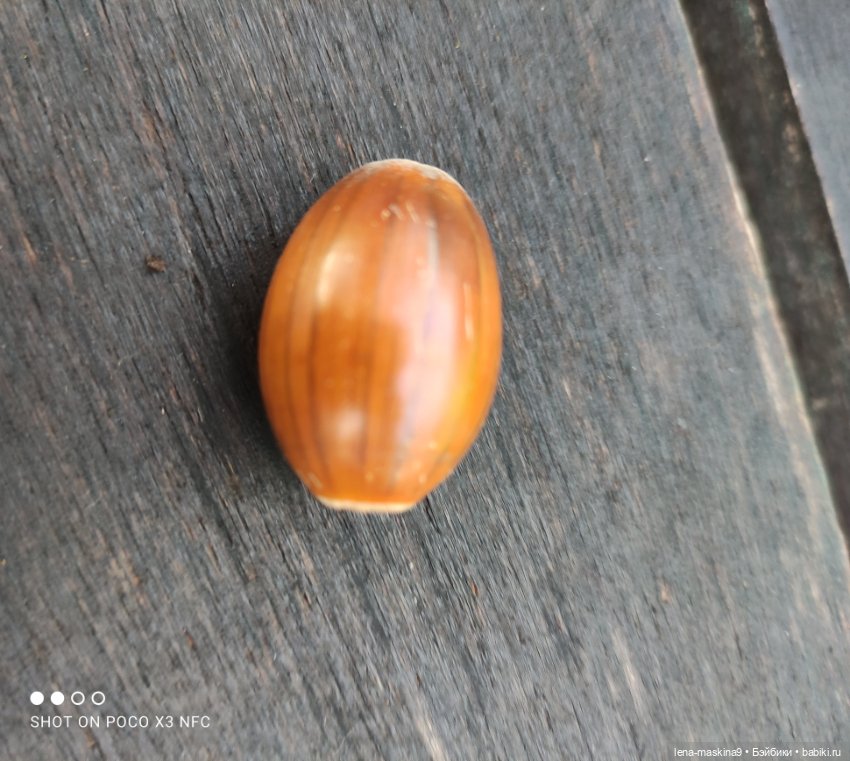 Ксения, парк, лебеди, осень