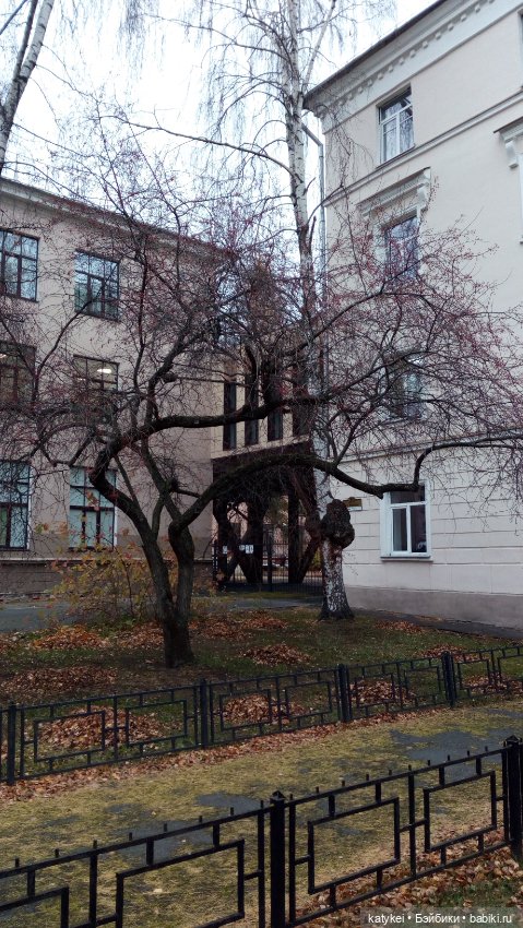 Без листиков (Сальмо) — Коллекционные игрушки и фигурки: Lego