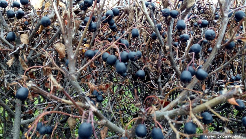 Без листиков (Сальмо) — Коллекционные игрушки и фигурки: Lego