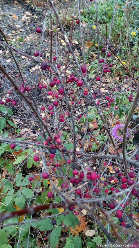 Без листиков (Сальмо) — Коллекционные игрушки и фигурки: Lego