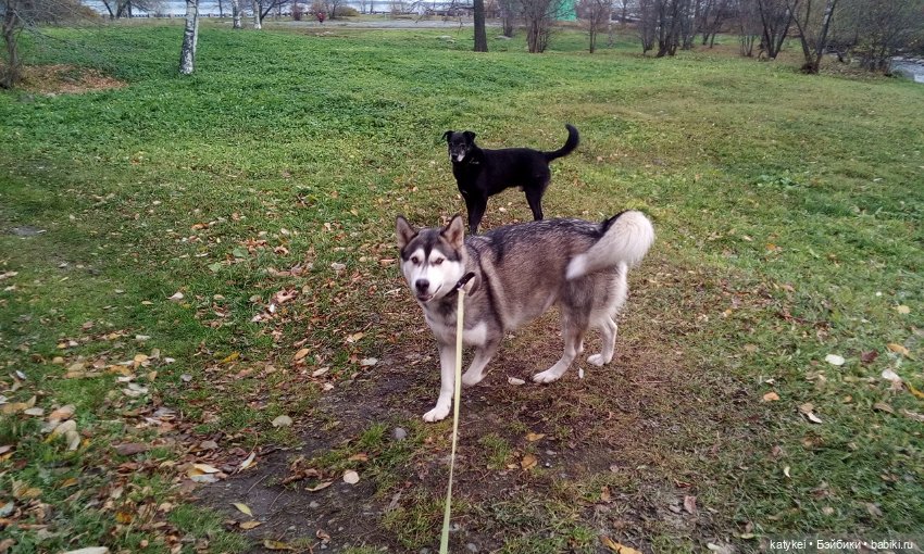 Без листиков (Сальмо) — Коллекционные игрушки и фигурки: Lego