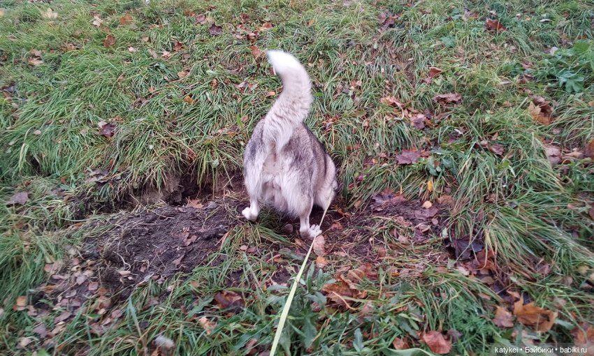 Без листиков (Сальмо) — Коллекционные игрушки и фигурки: Lego