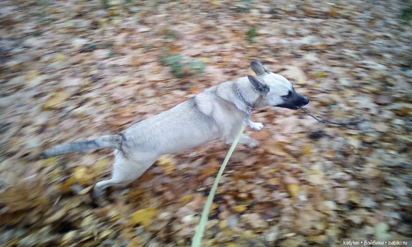 Без листиков (Сальмо) — Коллекционные игрушки и фигурки: Lego