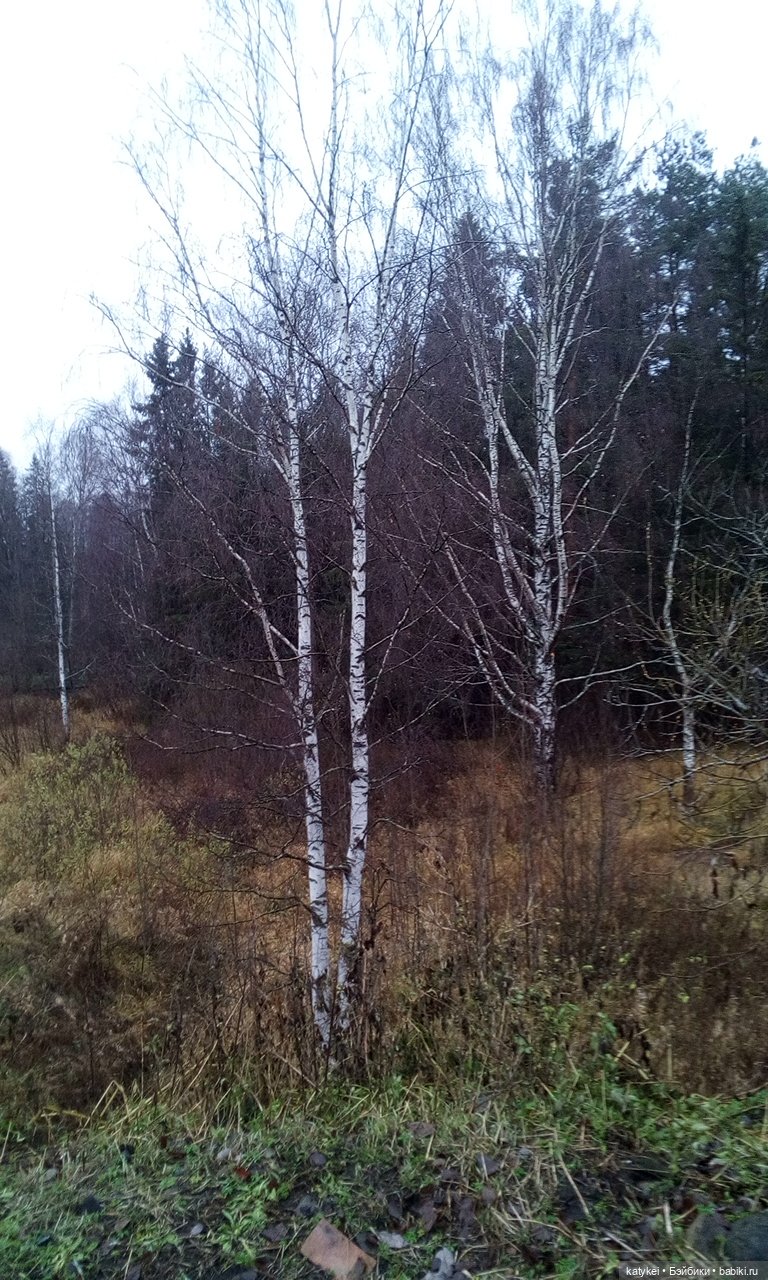 Без листиков (Сальмо) — Коллекционные игрушки и фигурки: Lego