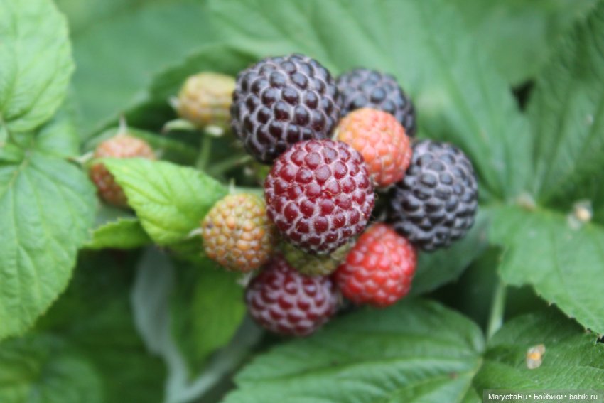 Фея в саду. Часть 4 — Игровые мини