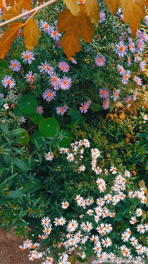 Осень в компании Джун (Anna Frozen на Barbie MTM Curvy) (фото 6)