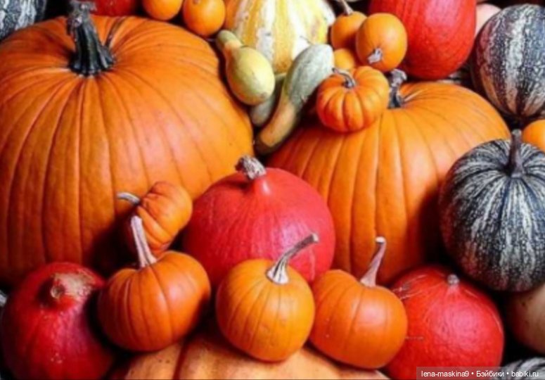 Поделки из тыквы — Другие хобби и увлечения: сад (фото 4)