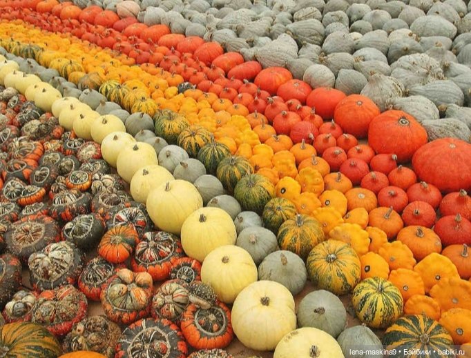 Поделки из тыквы — Другие хобби и увлечения: сад (фото 6)