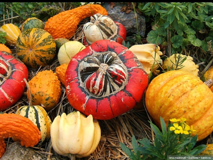 Поделки из тыквы — Другие хобби и увлечения: сад (фото 2)
