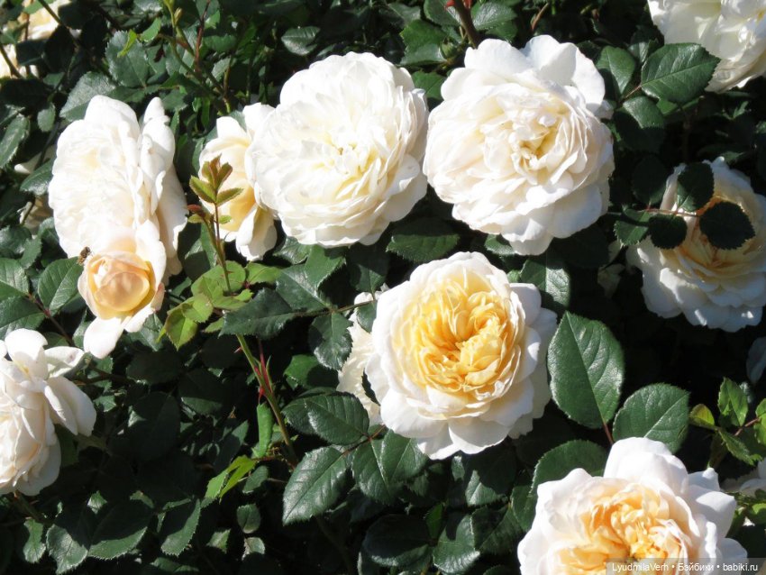 С неба падают цветы — Куклы Baboliy (Баболи (фото 6)