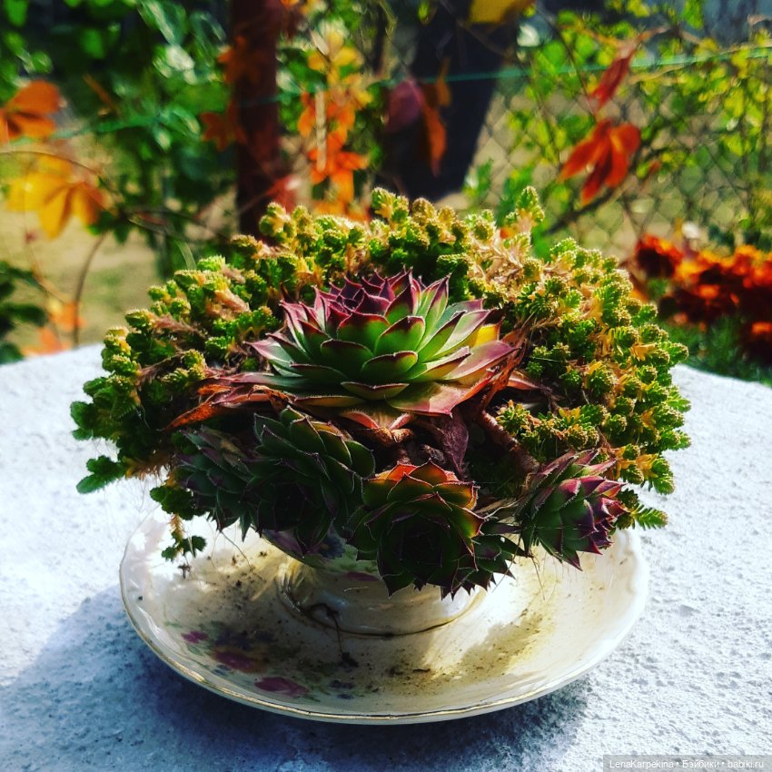 Рудольфик — Другие хобби и увлечения: сад (фото 2)