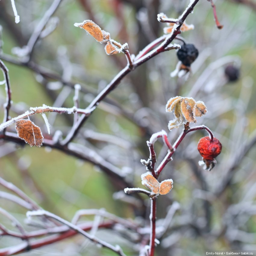 Девочка в тумане — Аниме куклы (MJD/Винил): Imomo (фото 3)