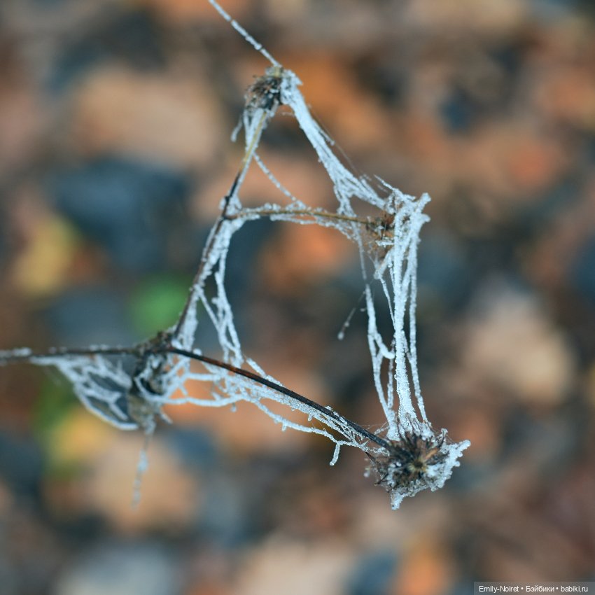 Девочка в тумане — Аниме куклы (MJD/Винил): Imomo (фото 8)