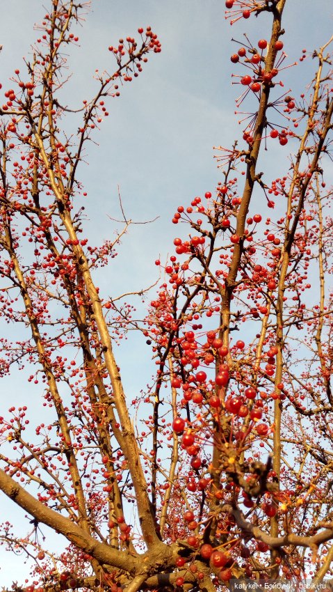 Кот Джинджифот — Коллекционные игрушки и фигурки: Lego (фото 6)