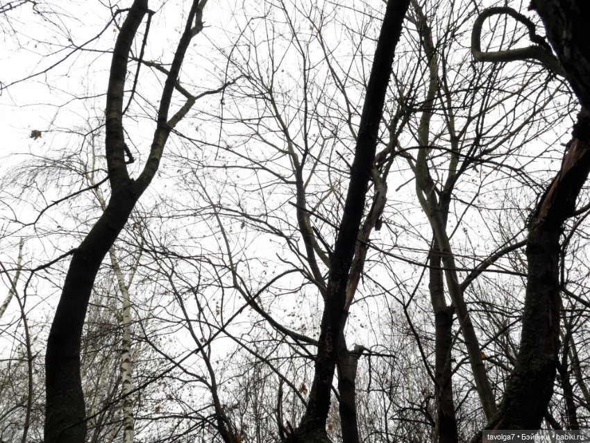 Сериз и Мэделин в ноябрьском лесу