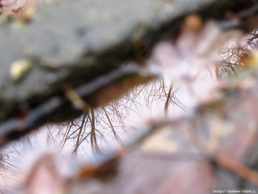 Сериз и Мэделин в ноябрьском лесу