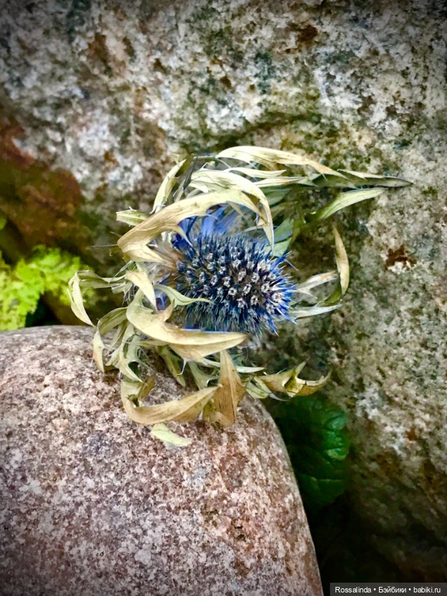 Мой любимый шотландец — Антикварные куклы Armand Marseille (AM): молд 390