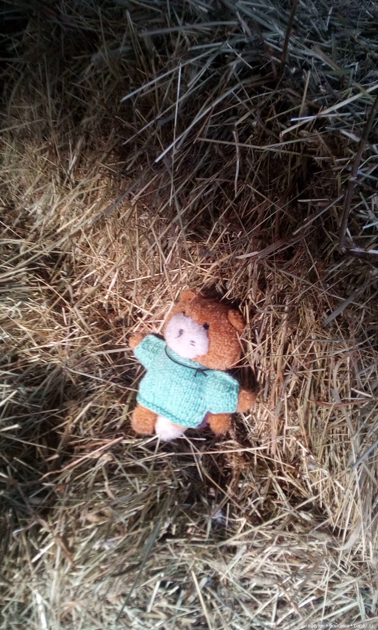 Джи, сено и новая модель свитера (опрос)