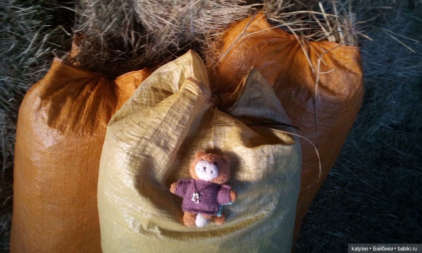 Джи, сено и новая модель свитера (опрос)