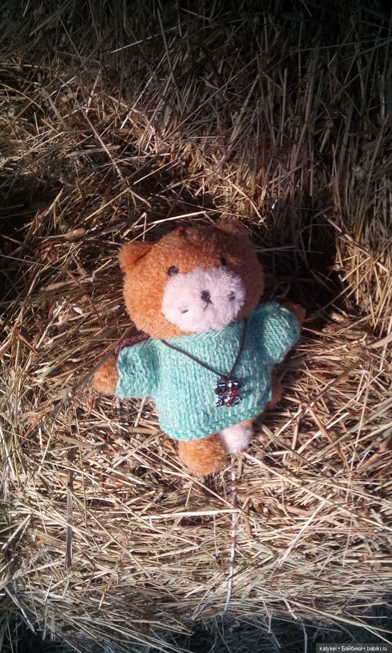 Джи, сено и новая модель свитера (опрос)