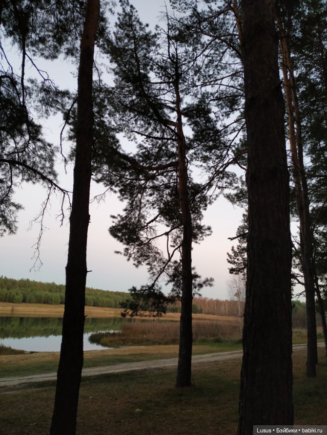 Прогулка в сосновом лесу — Болталка и разговоры обо всем: жизнь (фото 7)