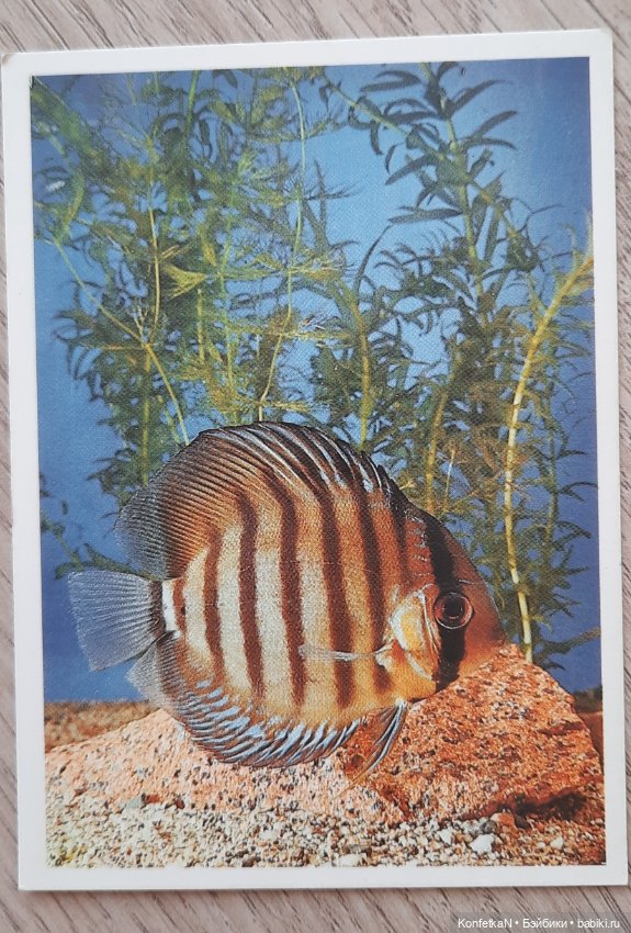 Карманные календарики. Часть вторая, памятная