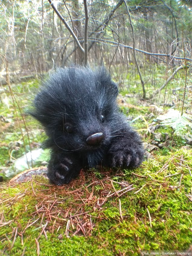 Мадагаскар кий глазоух. Сагджой что за зверь. Мадагаскарские виверры. Что же это за зверь. Цепкохвостый медведь кинкажу.