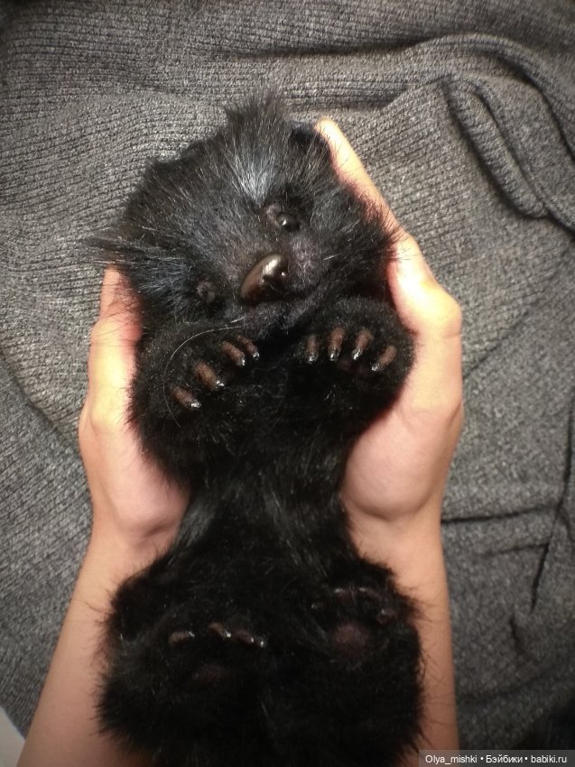 А потом мы принесли его домой (фото 2)