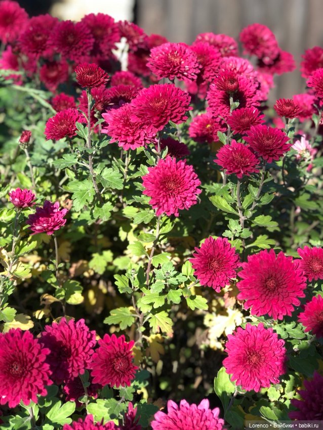 Идёт солдат по городу — Винтажные куклы ГДР (Немки): Бигги