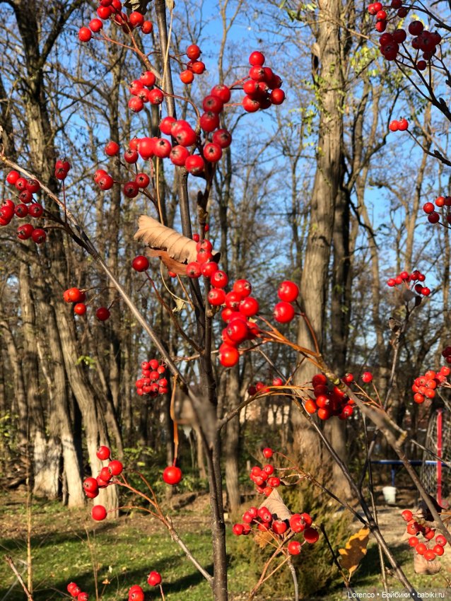 Идёт солдат по городу — Винтажные куклы ГДР (Немки): Бигги