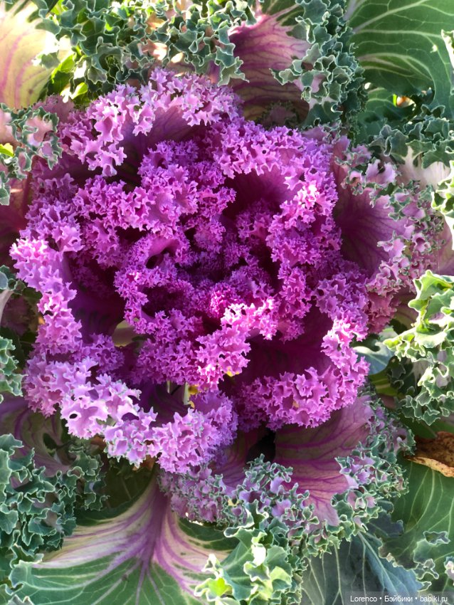 Идёт солдат по городу — Винтажные куклы ГДР (Немки): Бигги