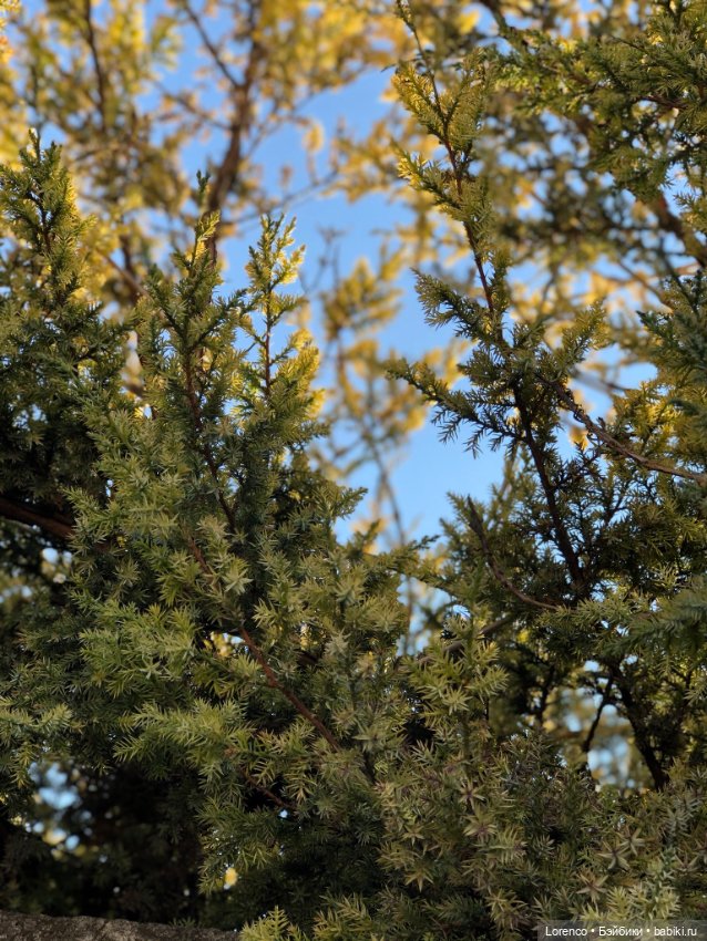 Идёт солдат по городу — Винтажные куклы ГДР (Немки): Бигги