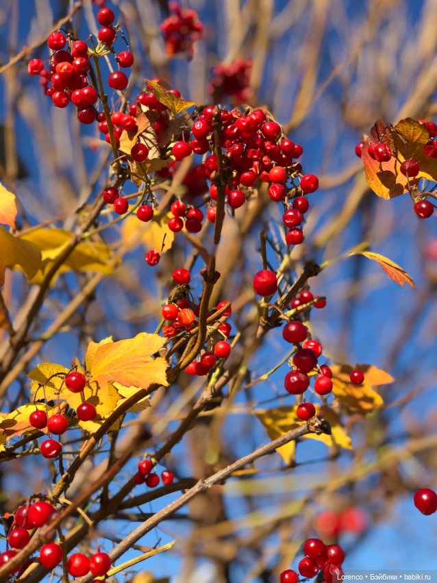 Идёт солдат по городу — Винтажные куклы ГДР (Немки): Бигги