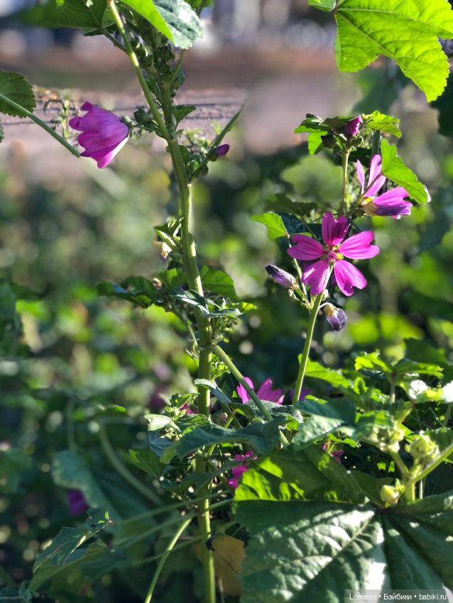 Идёт солдат по городу — Винтажные куклы ГДР (Немки): Бигги