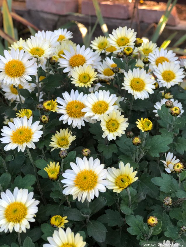 Идёт солдат по городу — Винтажные куклы ГДР (Немки): Бигги