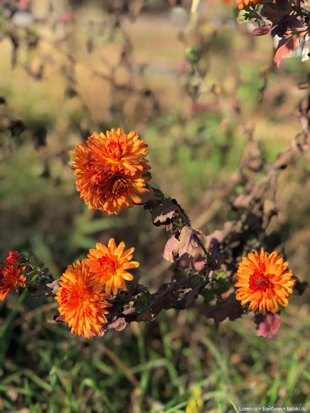 Идёт солдат по городу — Винтажные куклы ГДР (Немки): Бигги