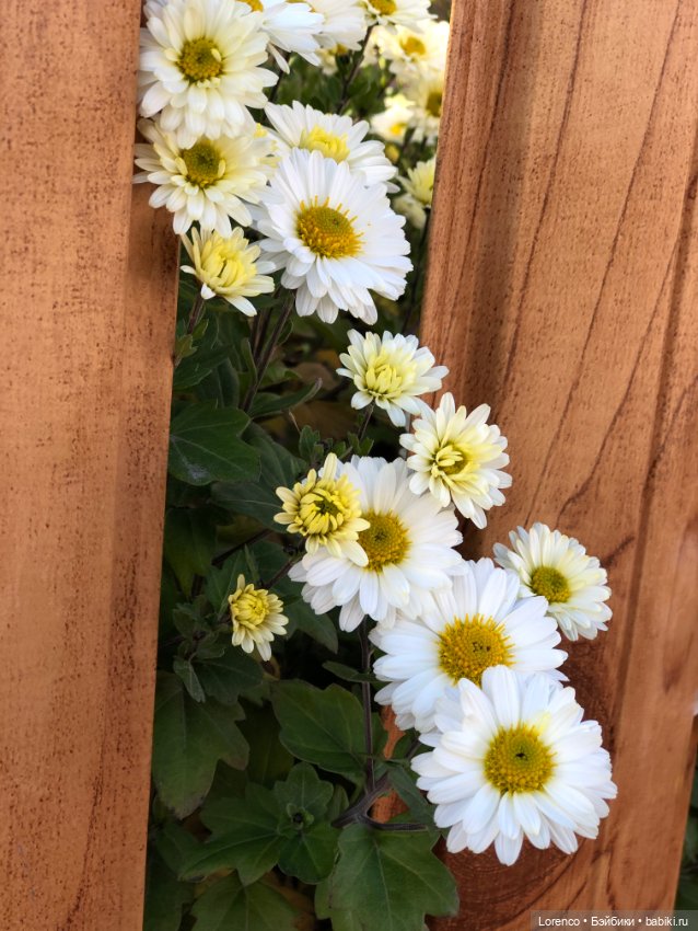 Идёт солдат по городу — Винтажные куклы ГДР (Немки): Бигги