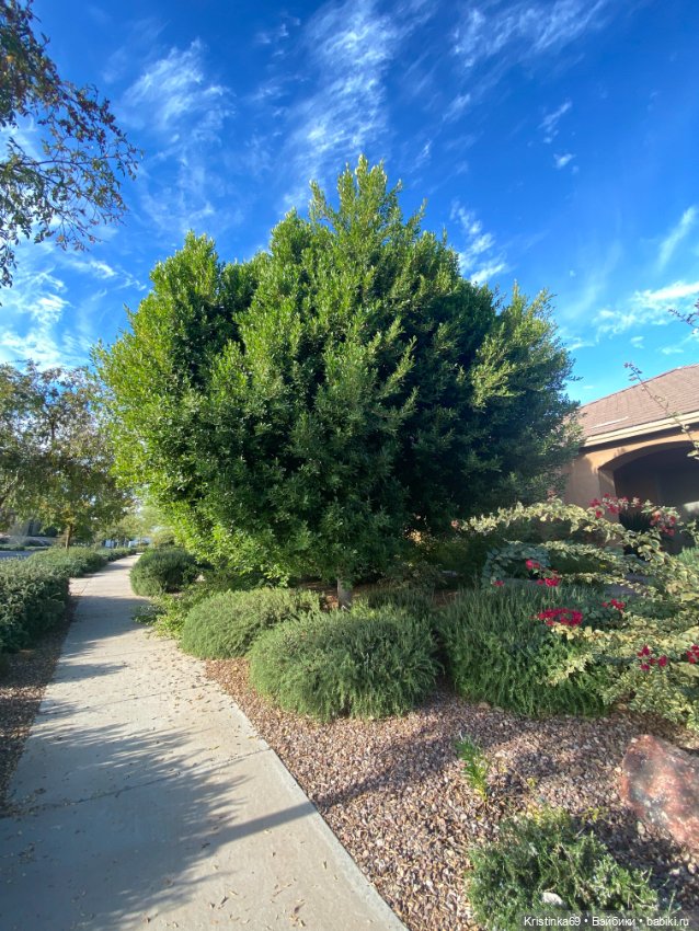 В воскресенье рано утром — Винтажные куклы ГДР (Немки): Бигги