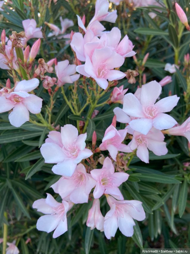 В воскресенье рано утром — Винтажные куклы ГДР (Немки): Бигги (фото 6)