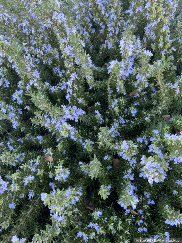 В воскресенье рано утром — Винтажные куклы ГДР (Немки): Бигги (фото 3)