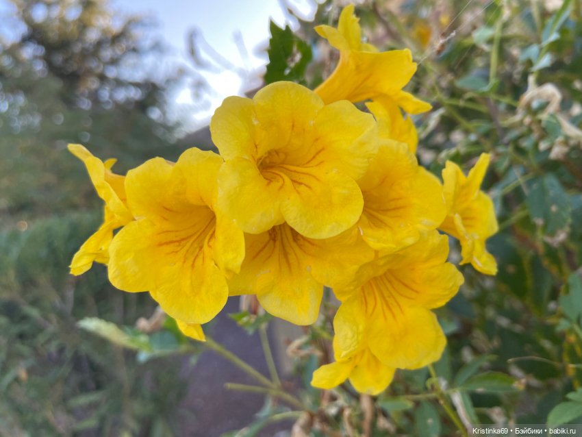 В воскресенье рано утром — Винтажные куклы ГДР (Немки): Бигги (фото 5)