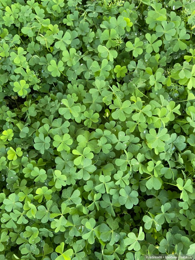 В воскресенье рано утром — Винтажные куклы ГДР (Немки): Бигги (фото 8)