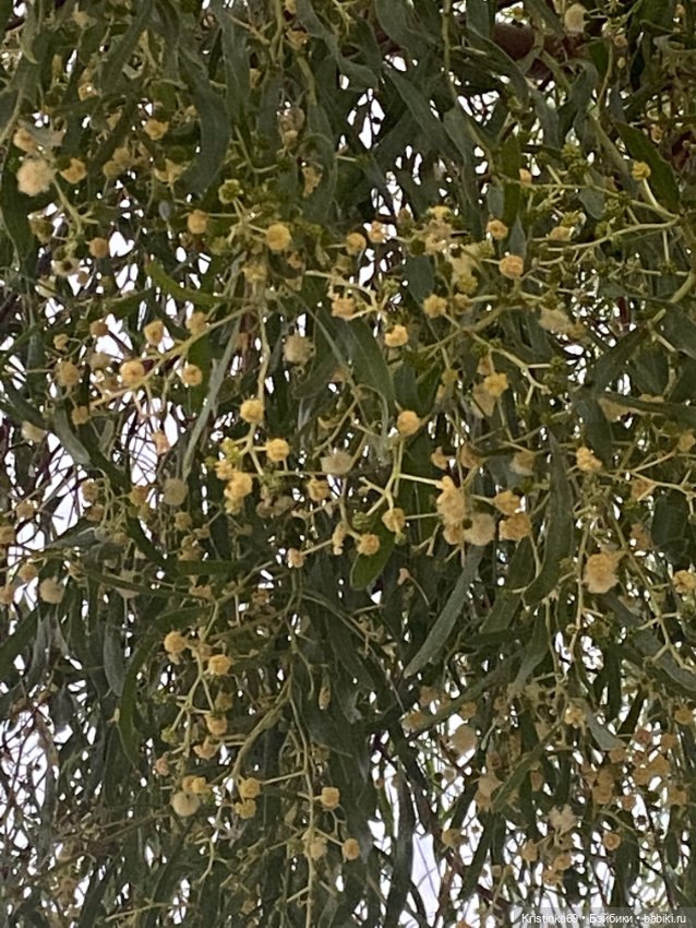 В воскресенье рано утром — Винтажные куклы ГДР (Немки): Бигги