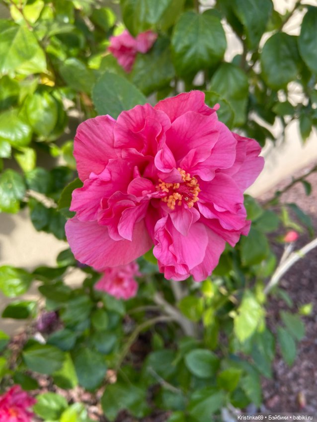 В воскресенье рано утром — Винтажные куклы ГДР (Немки): Бигги (фото 10)