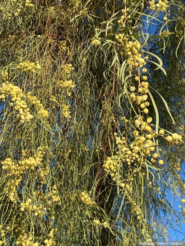 В воскресенье рано утром — Винтажные куклы ГДР (Немки): Бигги (фото 9)