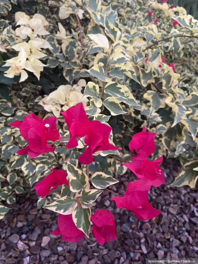 В воскресенье рано утром — Винтажные куклы ГДР (Немки): Бигги