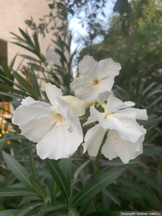 В воскресенье рано утром — Винтажные куклы ГДР (Немки): Бигги